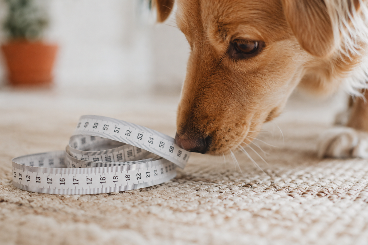 Cómo saber la talla de tu perro
