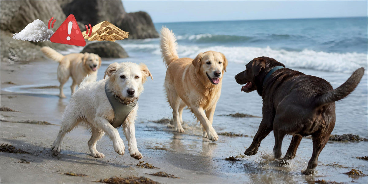 Consejos para llevar a mi perro a la playa