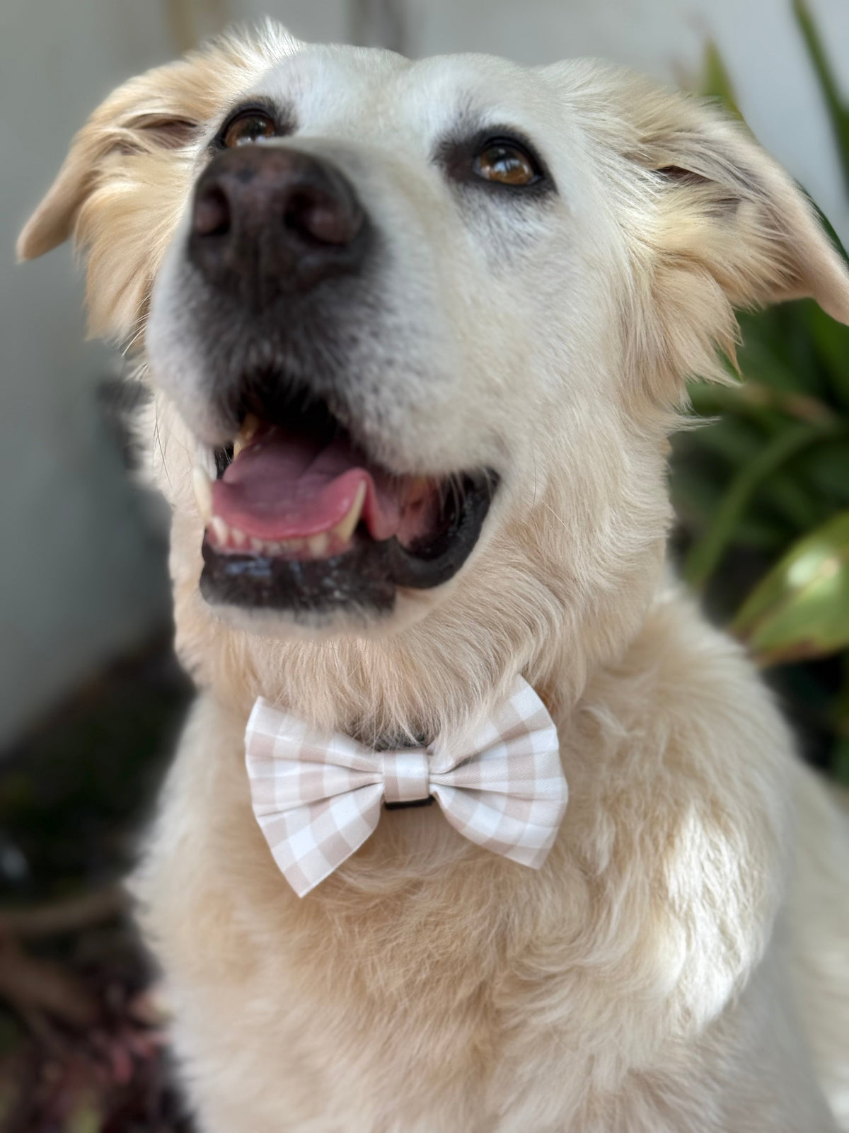 Perros con estilo