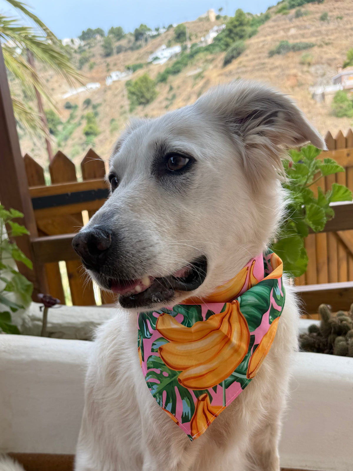 Bandana Banana