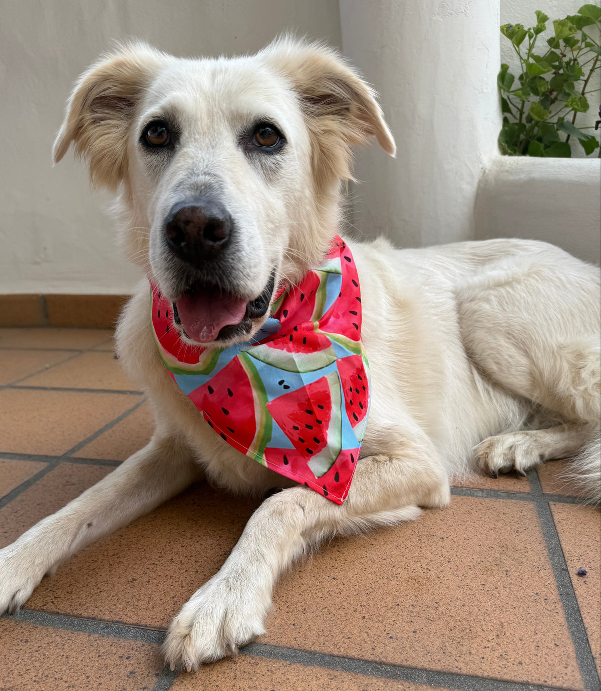 Bandana Sandía
