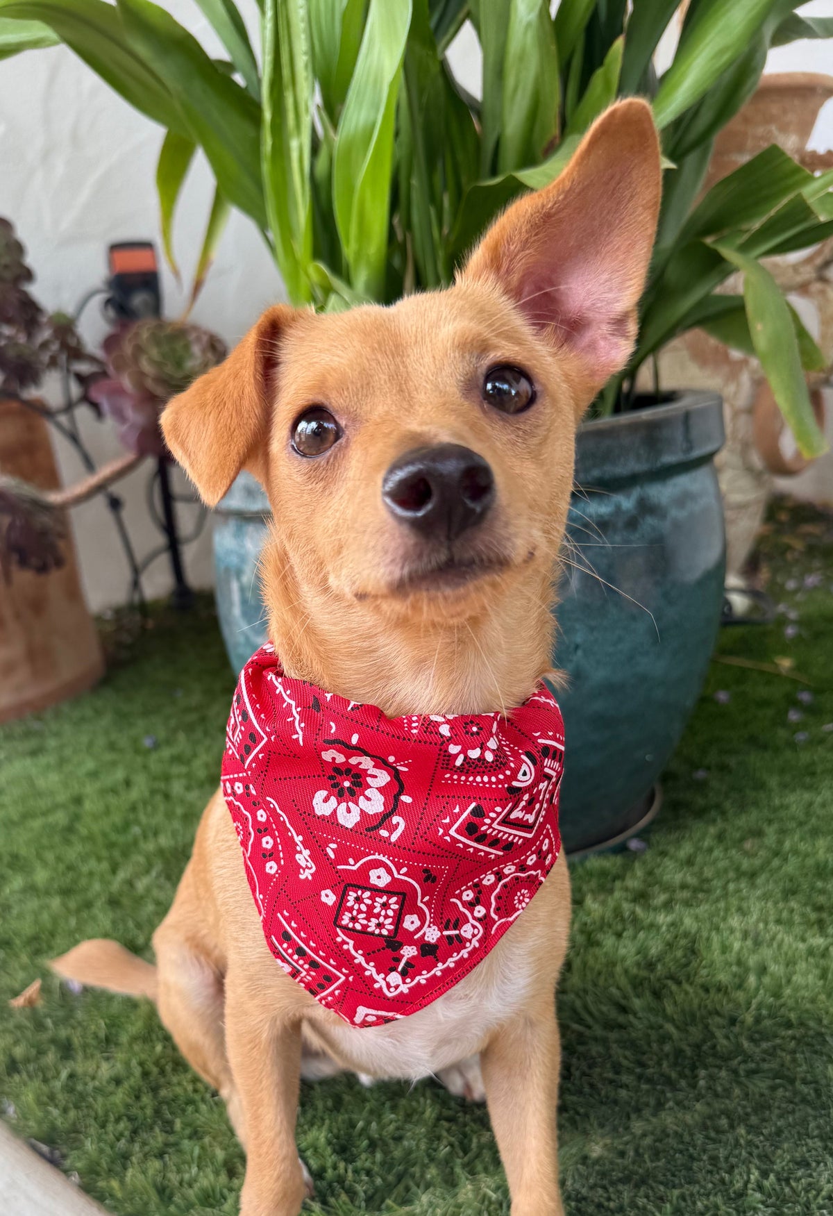 Collar Rojo con Bandana