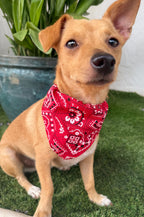 Collar Rojo con Bandana