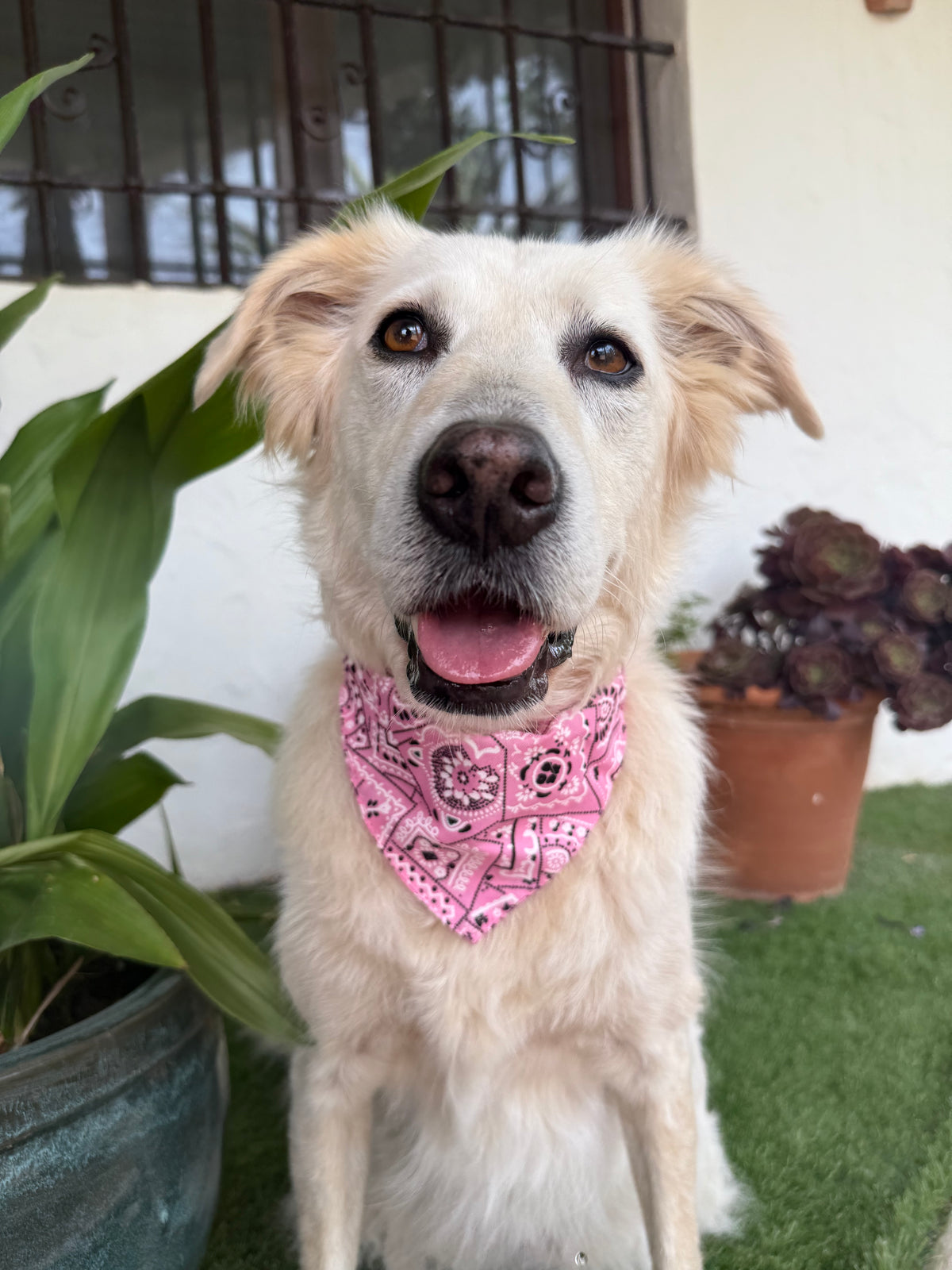 Collar Rosa con Bandana