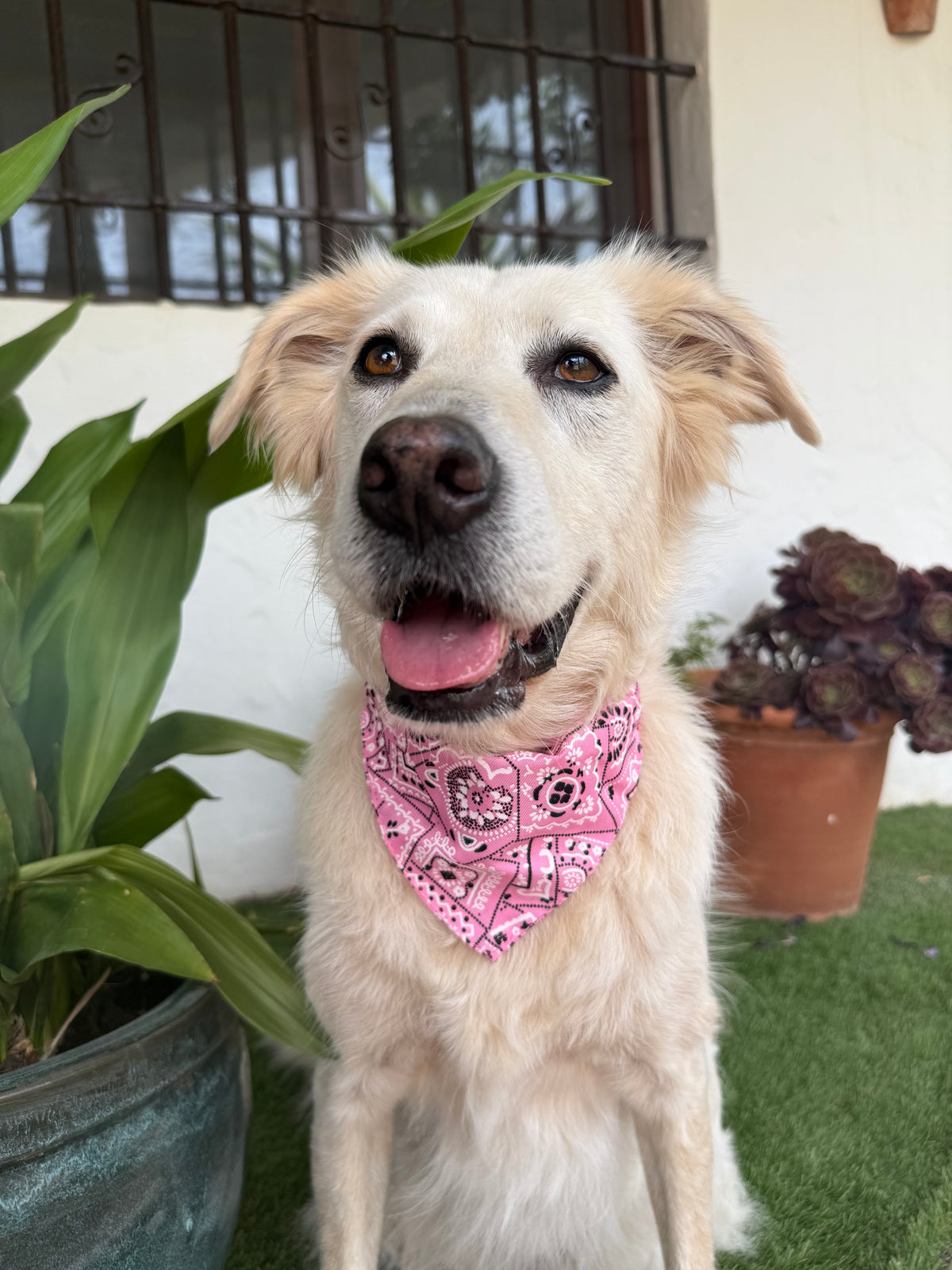 Pink Collar with Bandana
