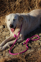 Correa Retriever «Todo en Uno»