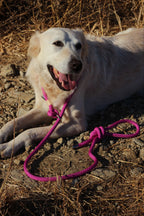 Correa Retriever «Todo en Uno»
