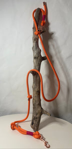 Correa «Coral»