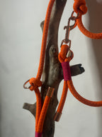 Correa «Coral»