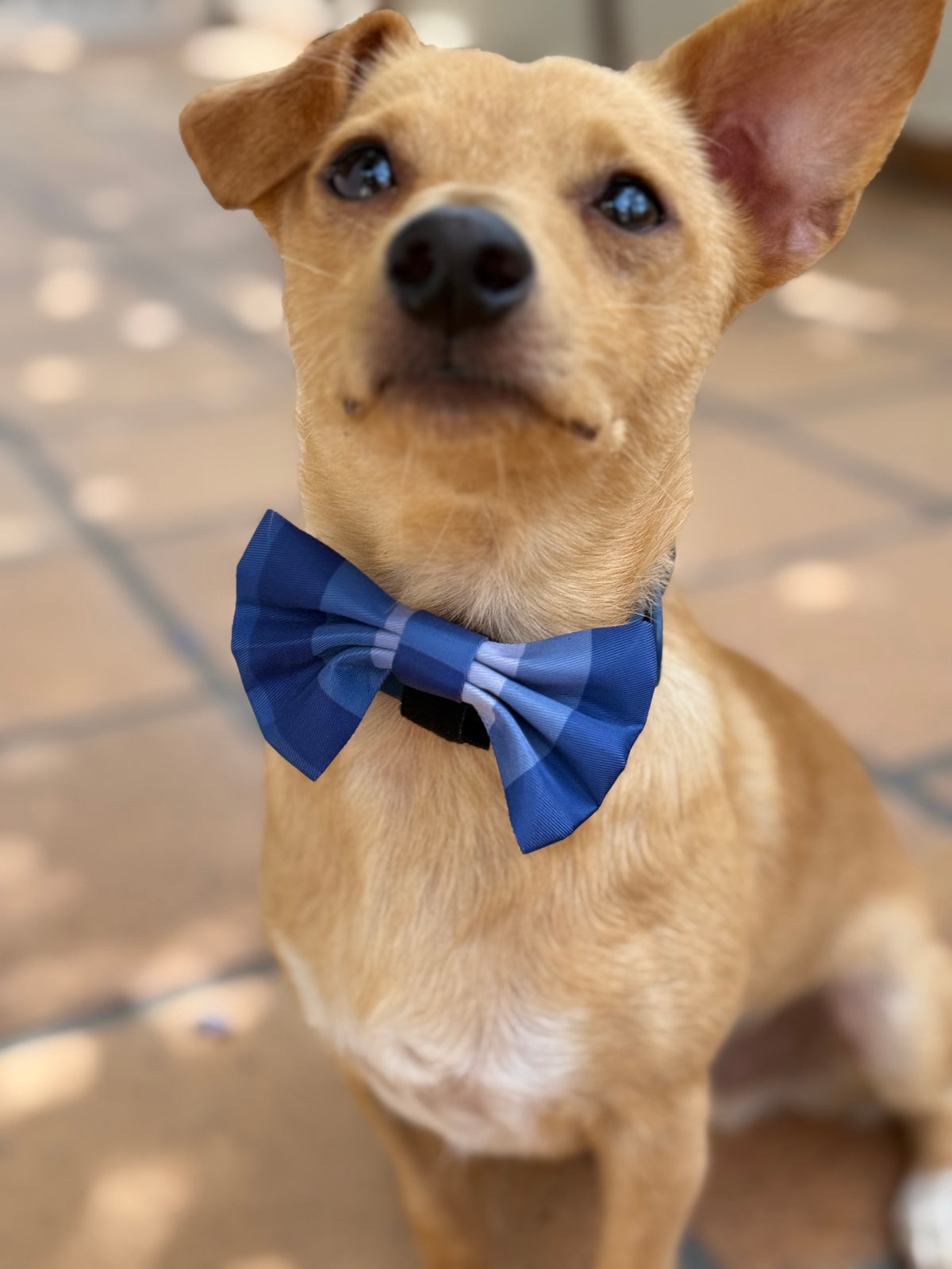 Pajarita a rayas azul