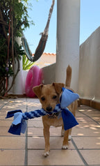 Trenzitos